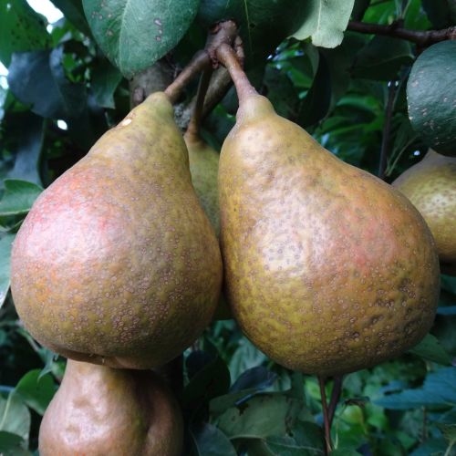 Pear 'Tongeren'  Beurrée Durandeau