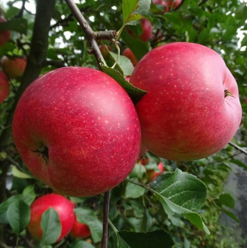 Pommier 'Melrose'