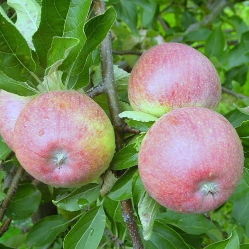 Appelboom  'Roter Munsterlander'