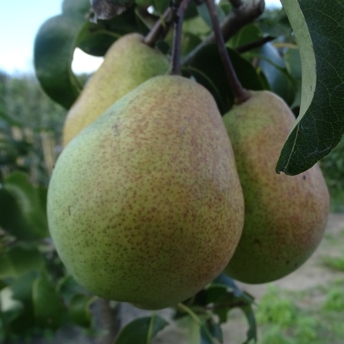 Pear 'Bohemica'