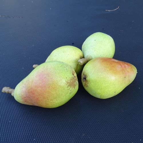 Pear  'Dessertbirne'