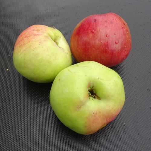 Pommier 'Ambrosia'