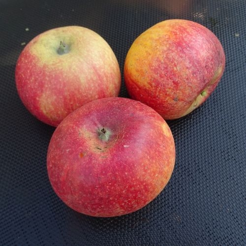 Apple 'Himbeerapfel von Holovous'