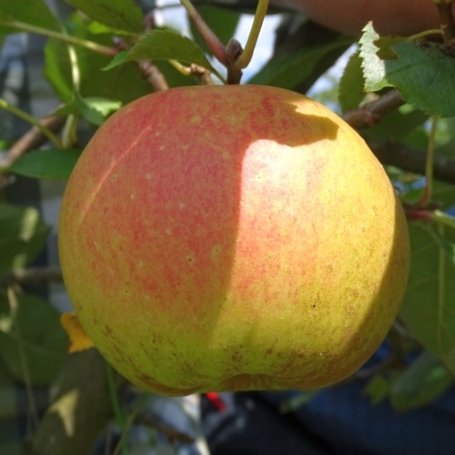 Apfelbaum  'Karmijn de Sonnaville'