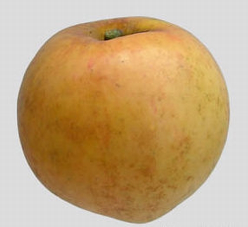 Pommier 'Oranje Renette Pomona'