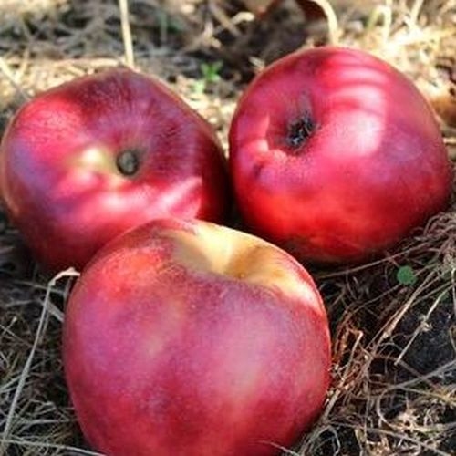 Appelboom  'Roter Gravensteiner'
