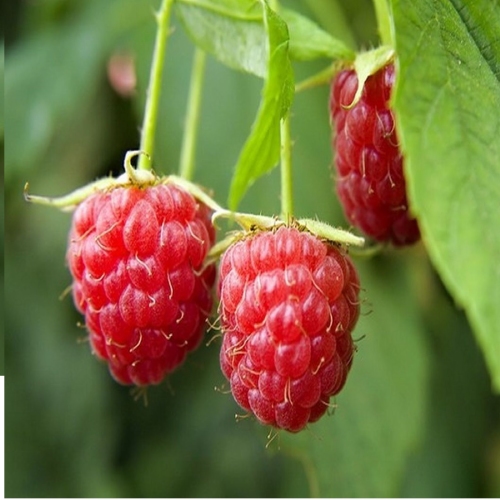 Himbeere  'Malling Promise'