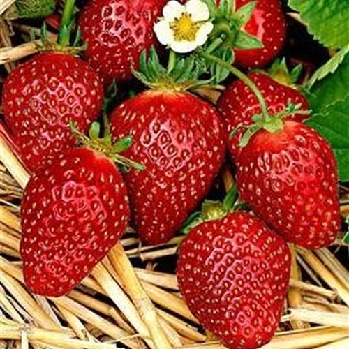 Erdbeere  'Korona'  Frigo Pflanzen