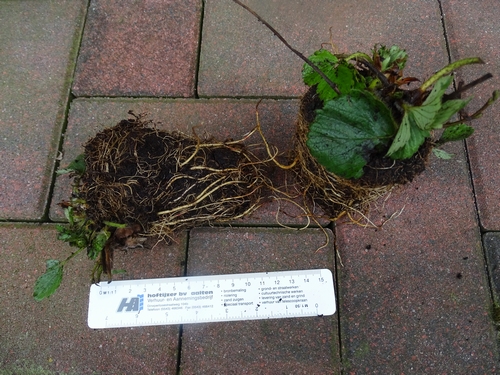 Aardbeienplanten  'Mara de Bois' Frigo planten met potkluit