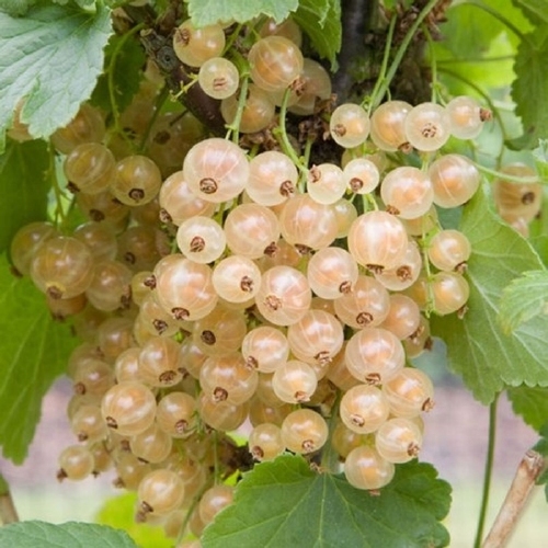 Johannisbeere  'Weisse Versailles'