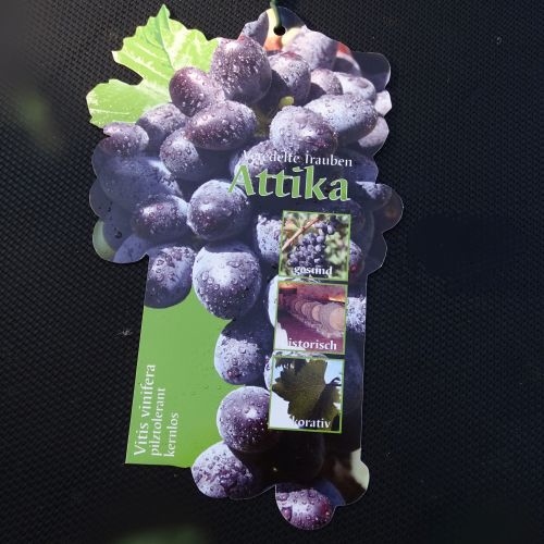 Grape Vines 'Attika'