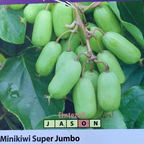 Kiwibes 'Super Jumbo'