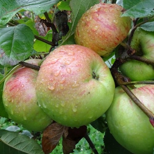 Appelboom  'Altländer Pfannkuchenapfel'