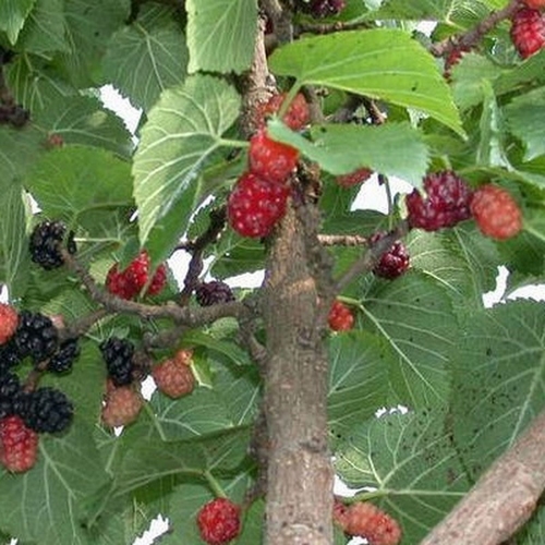 Maulbeerbaum alba