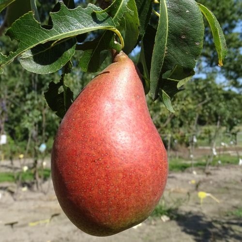 Pear 'President Loutreuil'