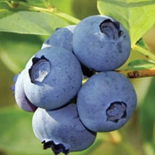 Blueberry 'Bleujay'
