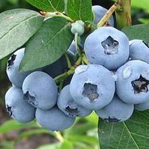 Blueberry 'Nui'