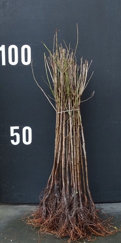 Prune rootstock 'Brompton' 10-12mm