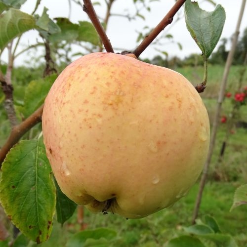 Apfelbaum 'Apfel von Grünheide'