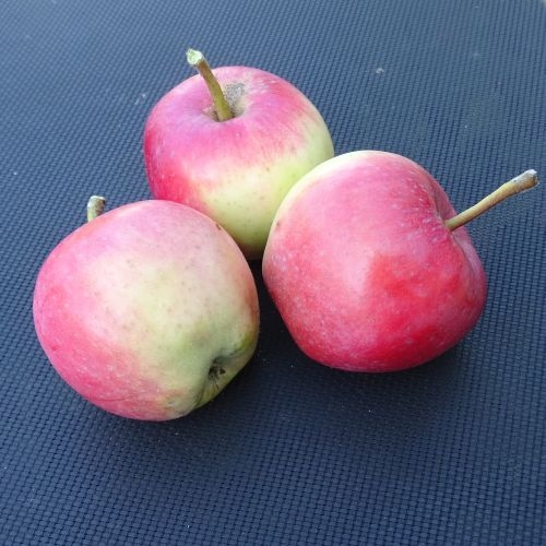 Apfelbaum 'Pfirsichroter Sommerapfel'