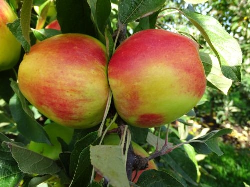 Appelboom  'Lunterse Present'