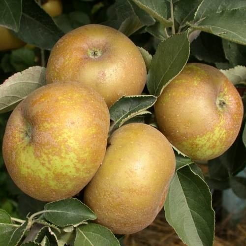 Apfelbaum  'Reinette Blanche du Canada'