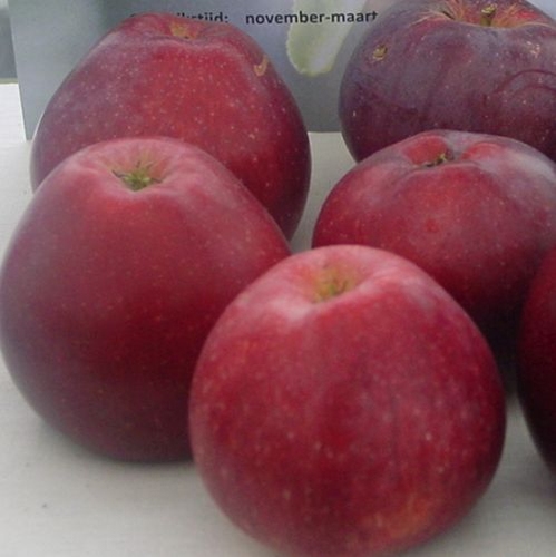 Apfelbaum  'Spartan'