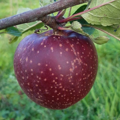Apfelbaum 'Etoilee Sonnavil'