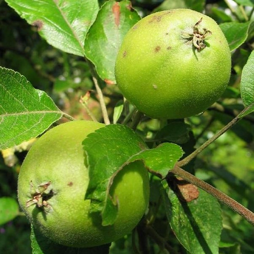 Pommier sauvage