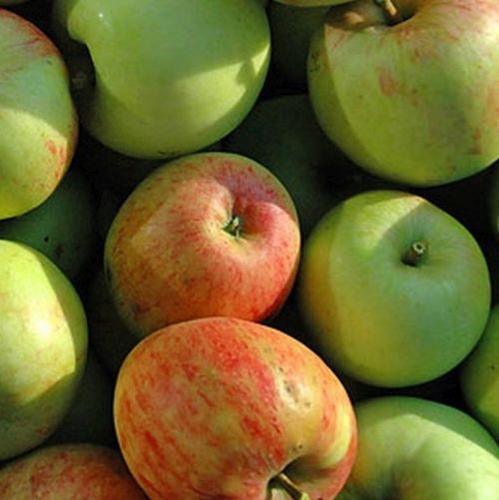 Pommier 'Jacques Lebel'