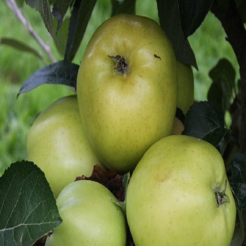 Appelboom  'Keswick Codlin'