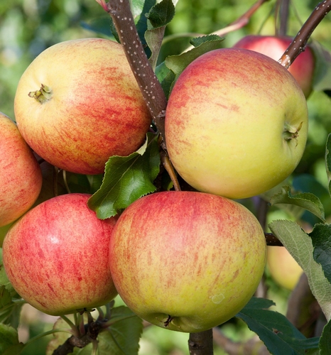 Pommier 'Laxton's Superb'