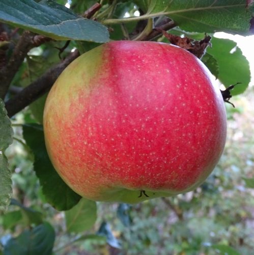 Apple 'Red Gravensteiner'