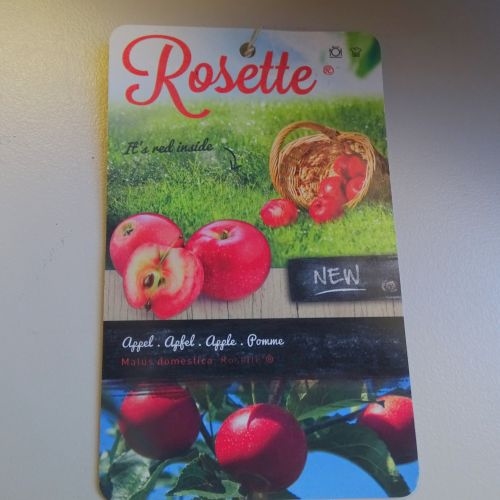 Apple tree 'Rosette'
