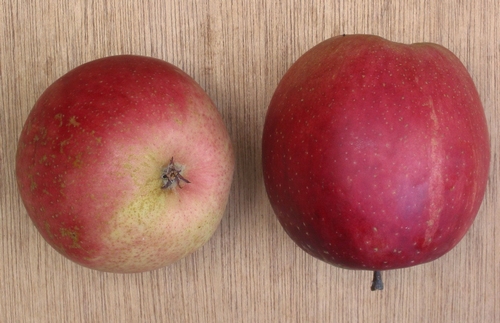 Pommier 'Summerred'