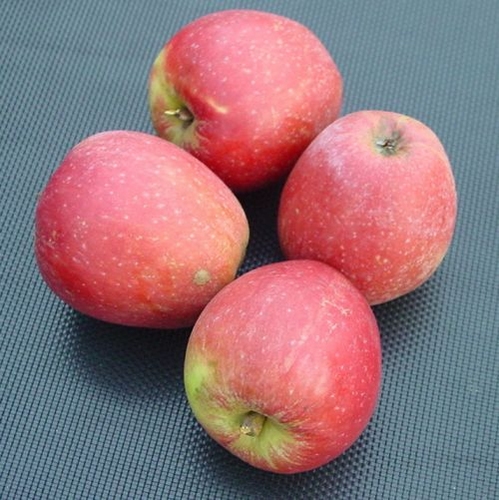 Appelboom  'Worcester Pearmain'