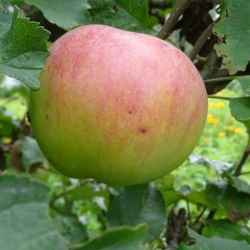 Apple 'Ambrosia'