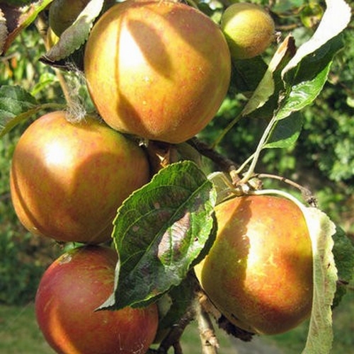 Appelboom  'Cox's Orange Pippin'