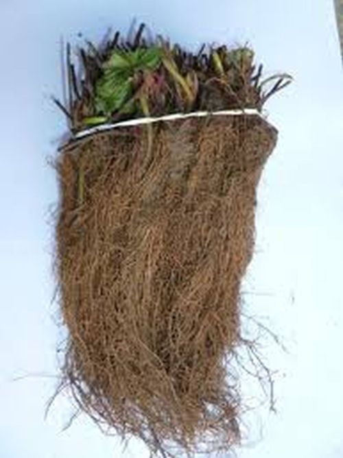 Aardbeiplanten  'Korona'   Frigo planten
