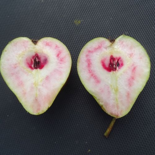 Pear  'De Fraaie'  (Rode van Sonnaville)