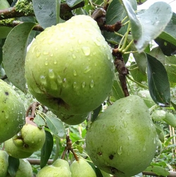 Birnenbaum  'Beurré Alexandre Lucas'