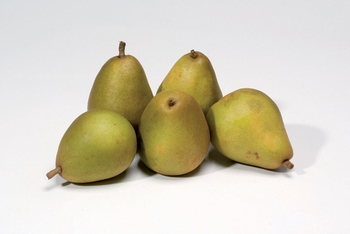 Pear 'Beurré Hardy'