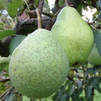 Pear 'Charneux'