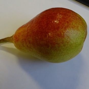 Pear 'Clapp's Favourite'