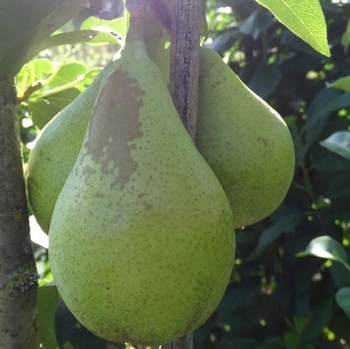 Birnenbaum  'Conférence'