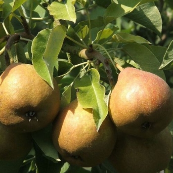 Birnenbaum  'Gieser Wilderman'