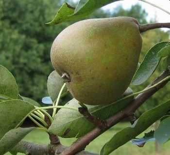 Pear 'Jut'