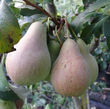 Pear 'Pastoorpeer'