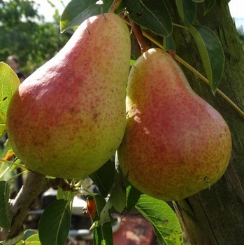 Perenboom  'Williams Bon Chrétien'