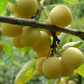 Plum ''Mirabelle de Nancy'